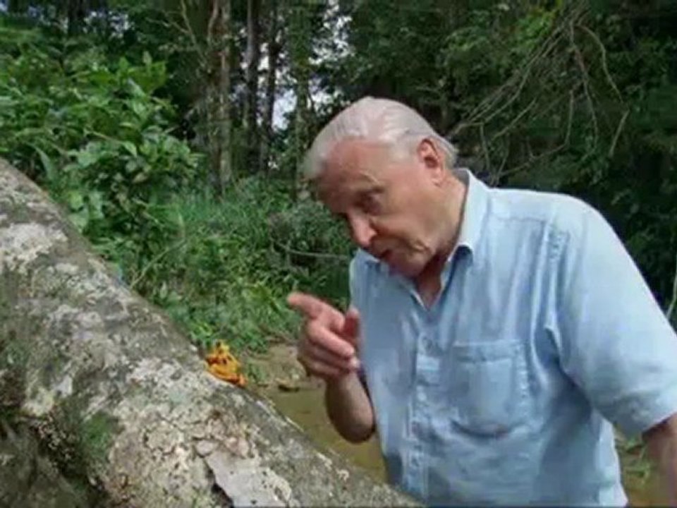 Élet hidegvérrel - David Attenborough 2/5