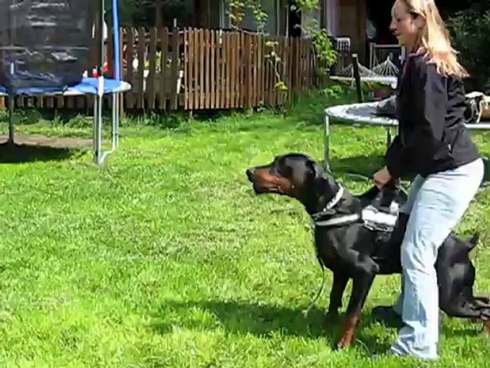 Gangster-Dandias de LVV 13 mois