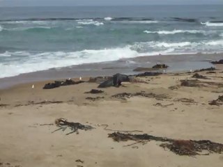 Sealions dans les Catlings