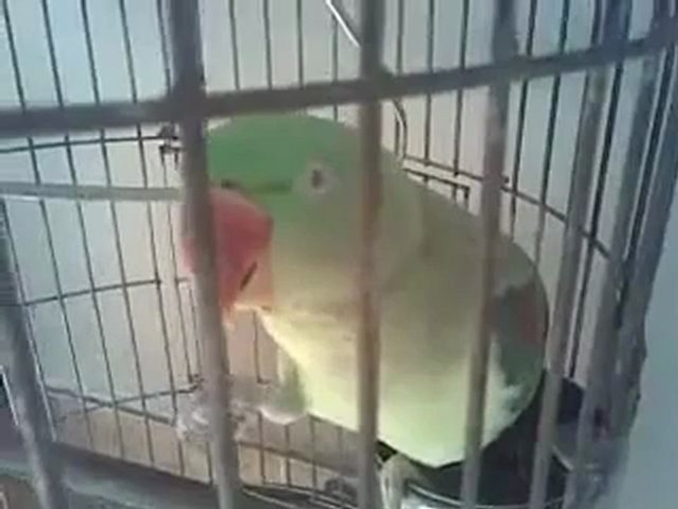 Parrot Saying ALLAH.SubhanALLAH