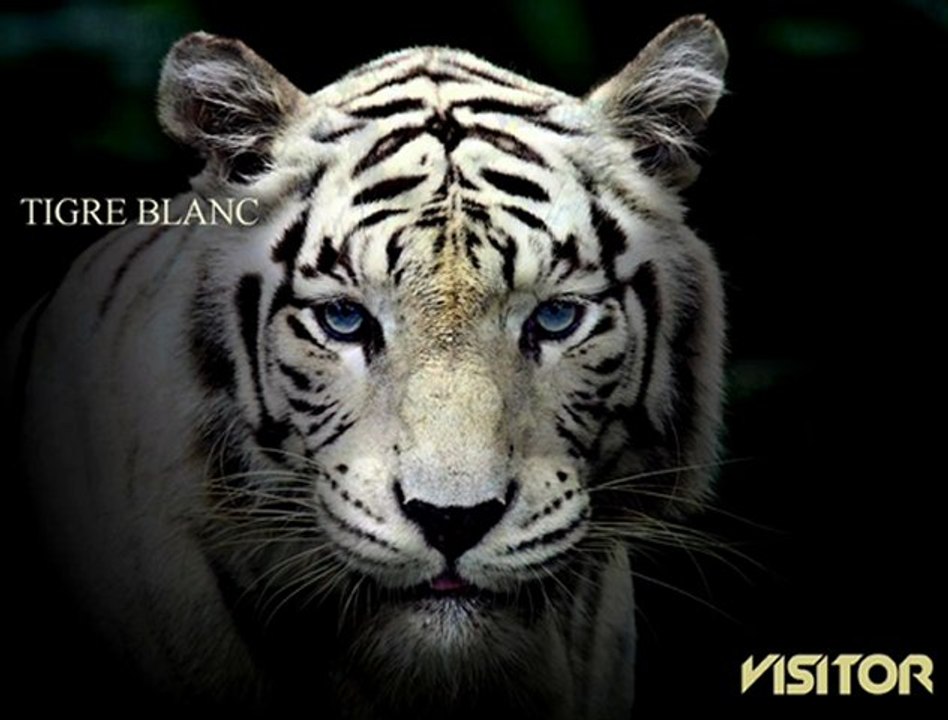Tigre blanc