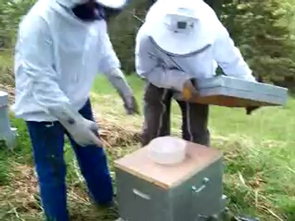 Mise en place d'un essai d'abeilles