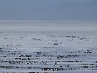 dauphins à Makcom Island