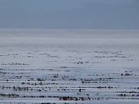 dauphins à Makcom Island