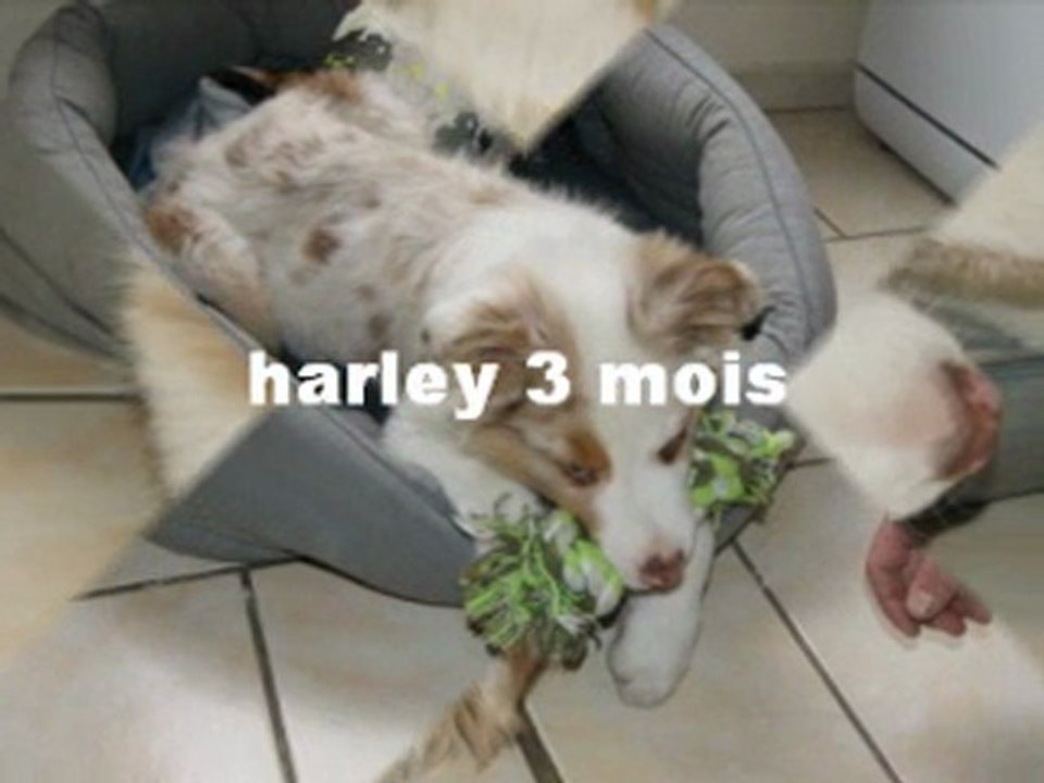 harley 3 mois