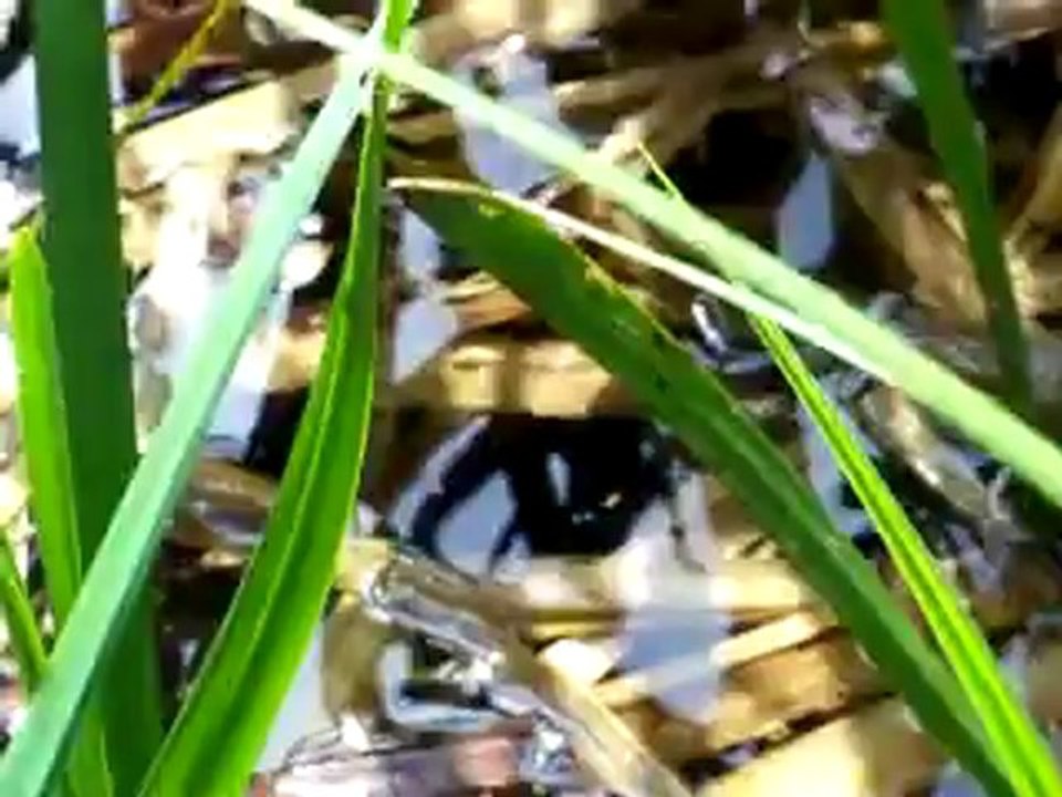 Coassement des grenouilles à l'étang des Bauches