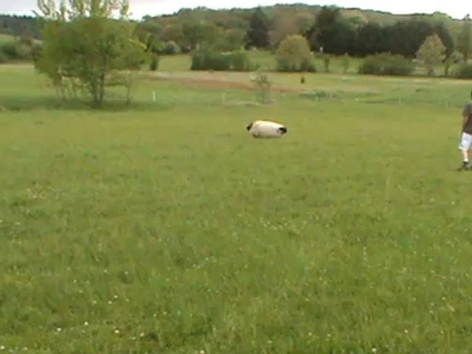 Killiebrae E'Mac sheepdog