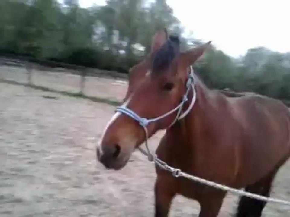 ruba en travail a la longe