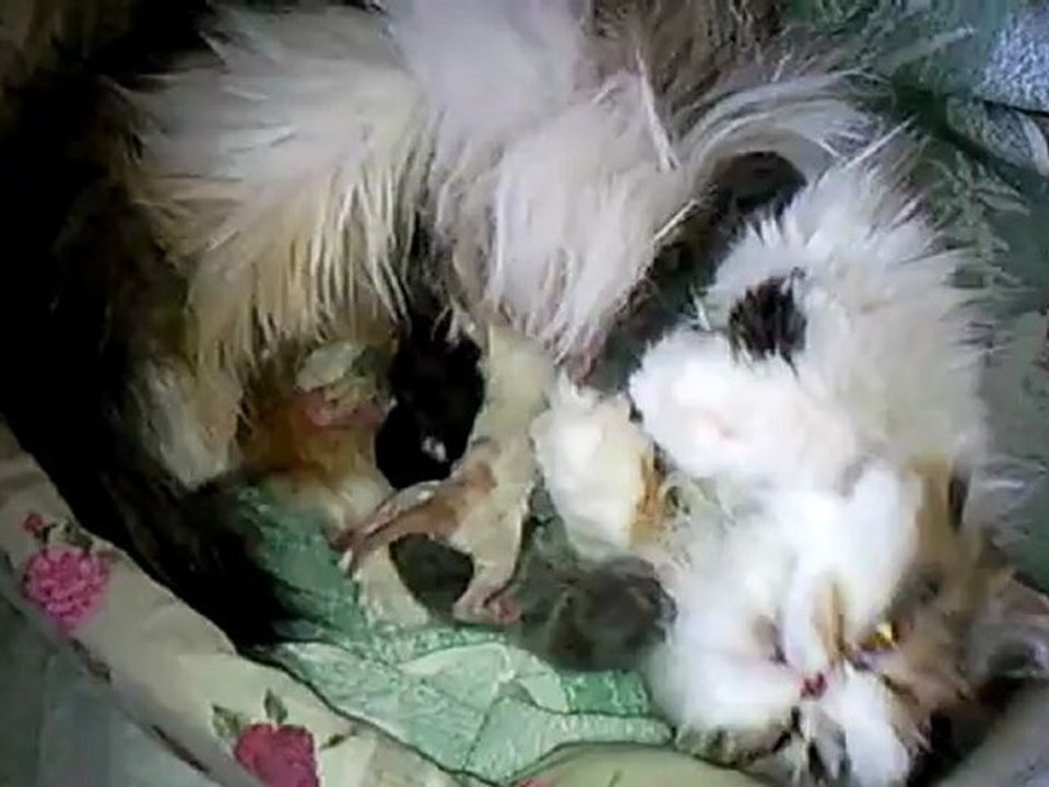 persans new born 2012 may the 5th