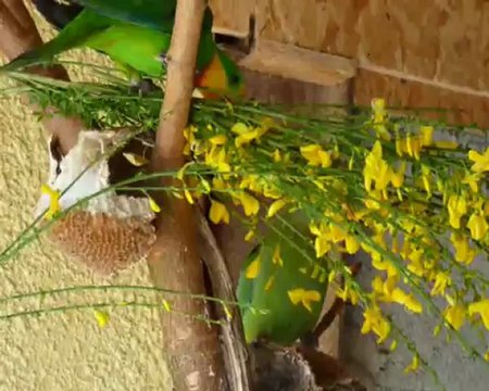 PERRUCHES 6 MAI 2012