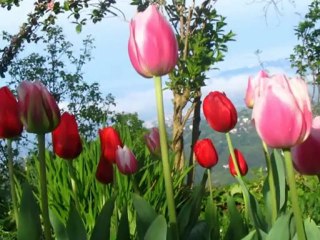 Harputlu Cebrail Selam Ya Resul Allah