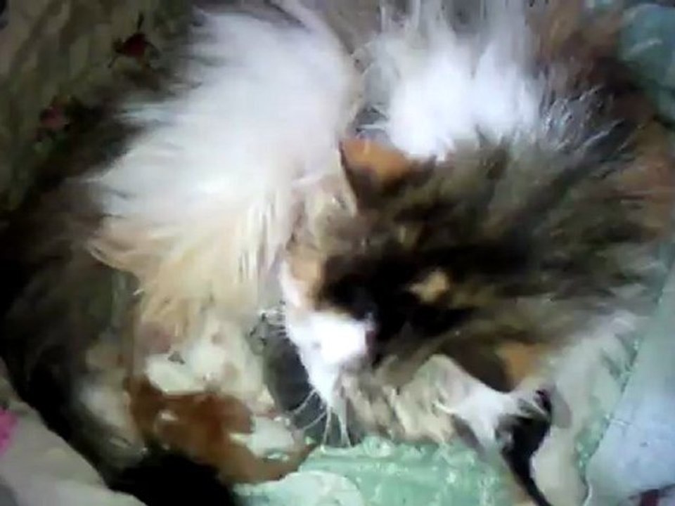 bb honey B may 2012 the 5th