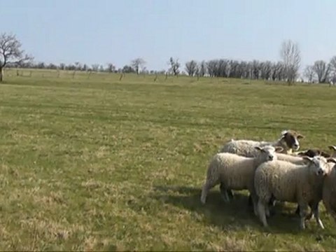 Dixie entrainement troupeau du 24 mars 2012