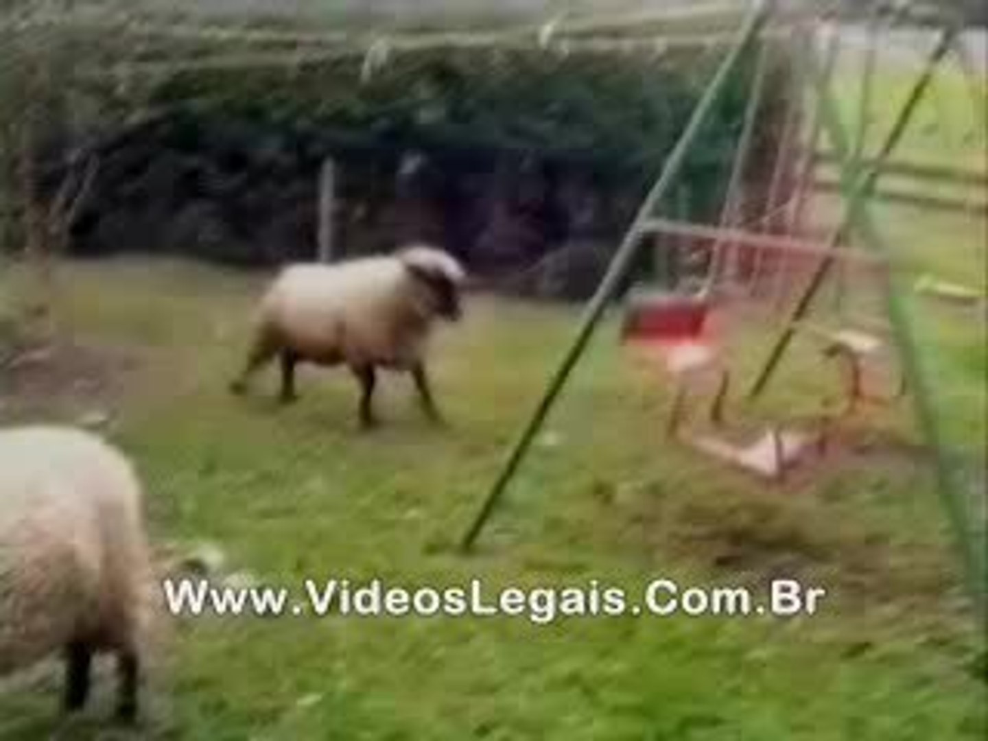 ⁣Crazy Sheep