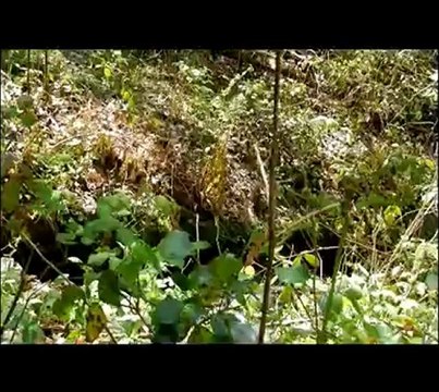 TREBEURDEN ruisseau de KERARIOU cotes d armor DRUIDE