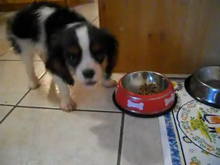 Je suis comme mon grand Frère, aussi gourmand