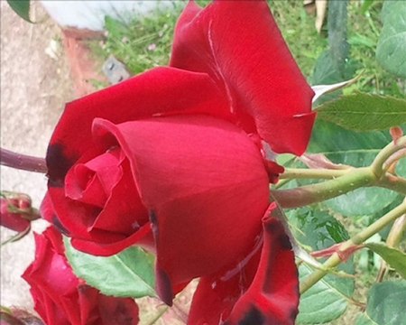 GÜLÜM BENİM*****FERUDUN TÜRKMEN