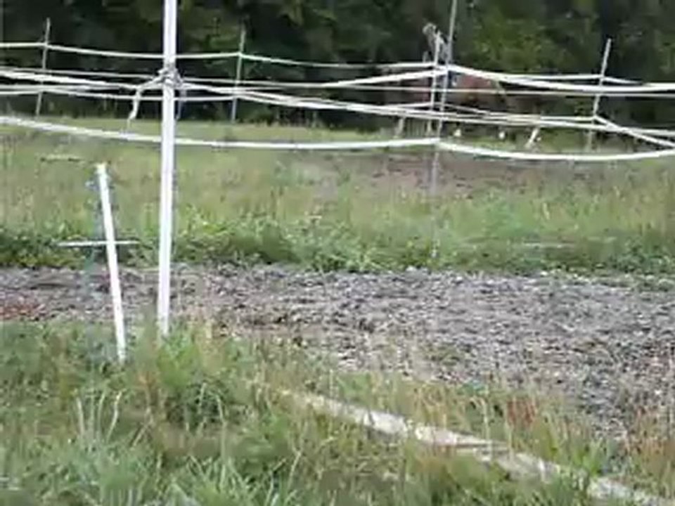 Bijou au trot