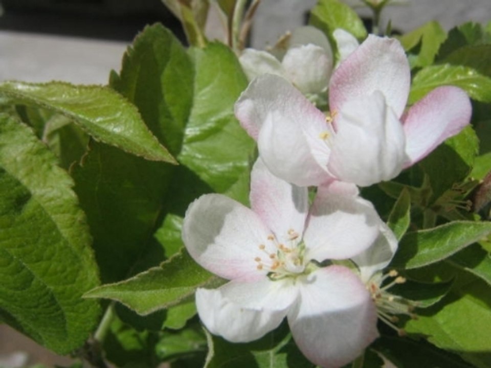 Köşektaş Kısmi Görünüm