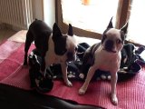cani giocano - Lady & Isotta - Boston terrier