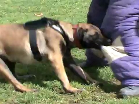 Fripouille de la Haute morinière 16 mois mai 2012