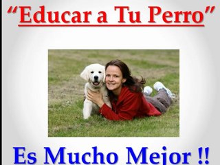 Aprende Como Enseñarle trucos a un Perro