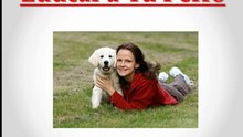 Aprende Como Enseñarle trucos a un Perro