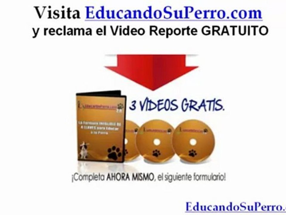 Como Educar A Un Labrador