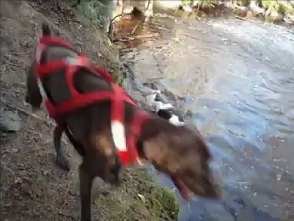 Bike joring - mai 2012