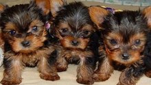 Yorkie puppies