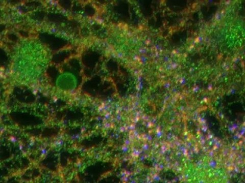 ¡Yo cultivo neuronas!