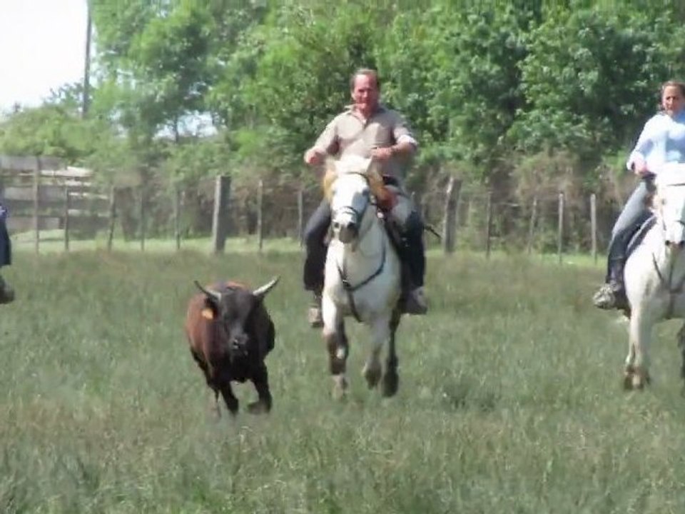 Samsung Note Camarguais