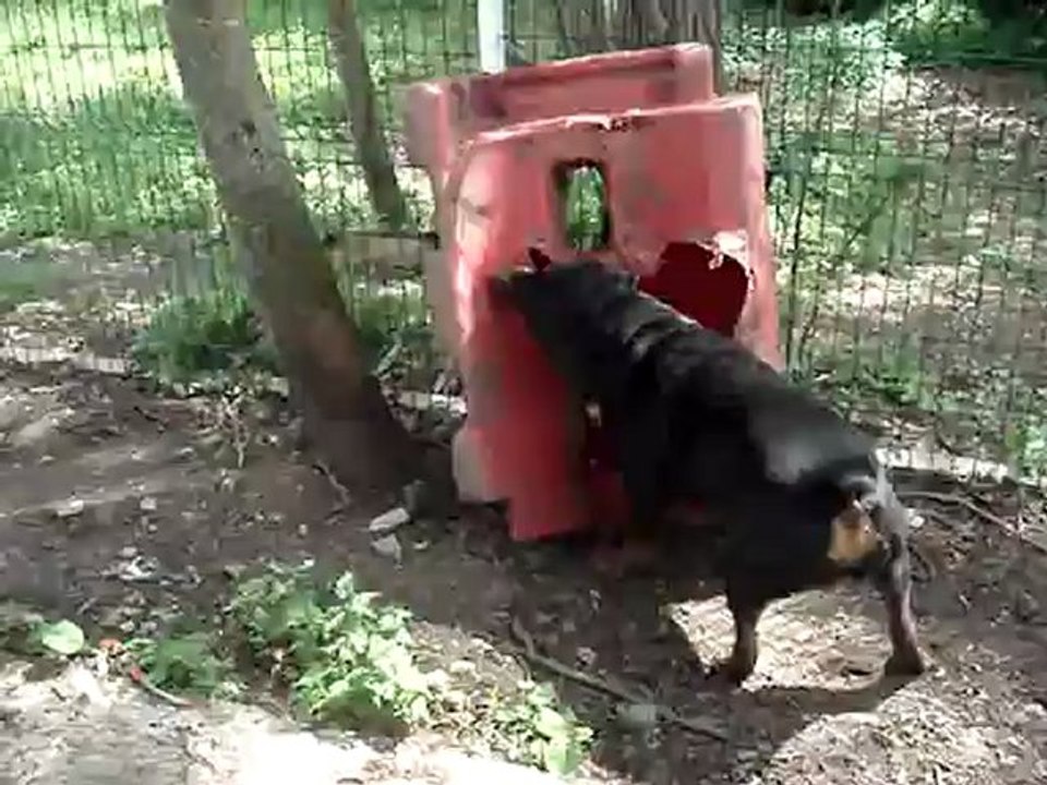 Le nouveau jouet d' aaron?