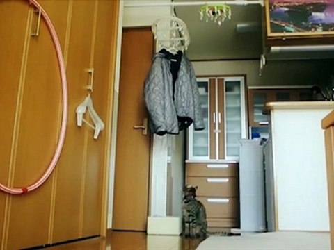 Saut du chat très haut