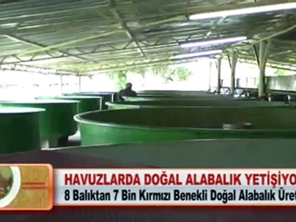 HAVUZLARDA DOĞAL ALABALIK YETİŞİYOR 07.05.2012