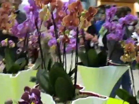 New01.mpg FLORIADE 2012 N1 VENLO HOLLANDE