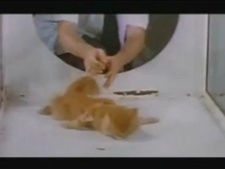 Chat sous drogue LSD