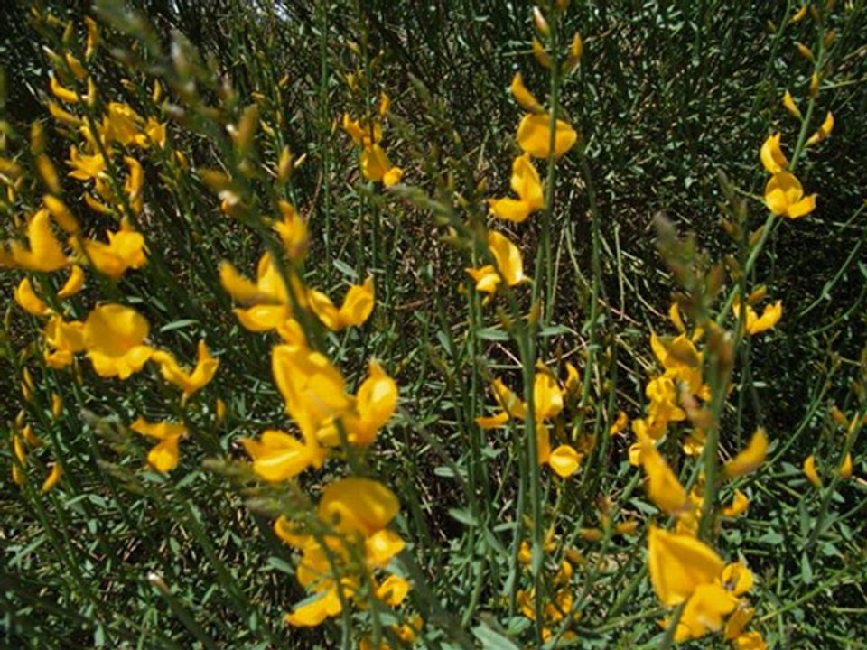 sigean la réserve africaine 2012