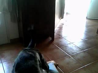 ma chienne et moi (part 2) Bonne nouvelle =)