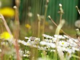 Daisy Flowers - Free HD stock footage