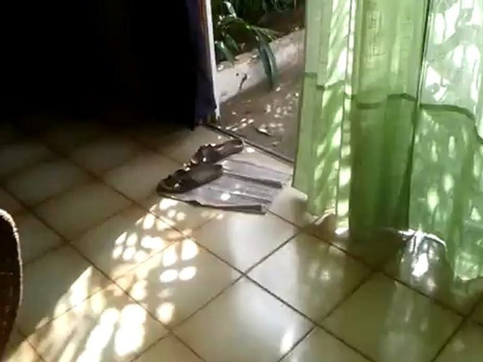 iguane 2