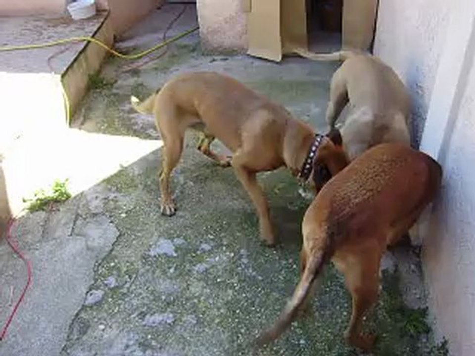 Leelo et Eros journée du Parc Athéna  N° 5