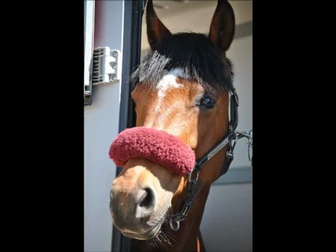 CSO à Chazey sur Ain le 29 avril 2012 avec ma Patxadatsu G.