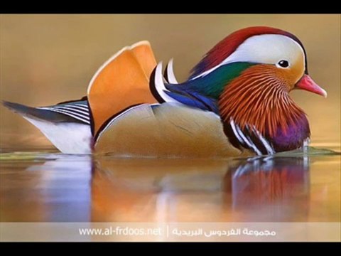 دعاء مبكى للشيخ المعيقلى