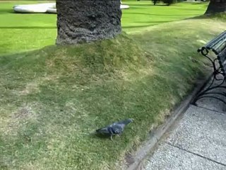 Caçadores de pombos