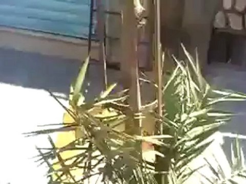 فري برس ريف دمشق التل حرنة اضراب حداداً على الشهيد علي العرنوس 7 5 2012 ج2 Damascus