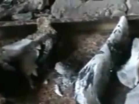 فري برس حمص من مجزرة ديربعلبة بحمص جثث محروقة +18 Homs