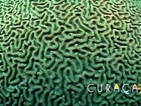 Curacao - Ocean Encounters