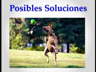 Como Enseñar a un Perro a Buscar y Traerte un Objeto