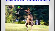 Como Enseñar a un Perro a Buscar y Traerte un Objeto